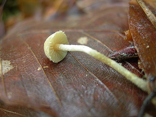 La  Flora  micologica  Alsaziana